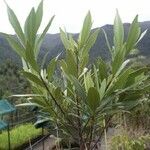 Baloghia alternifolia Hábitos