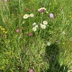 Erigeron strigosus Цвят