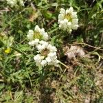 Prunella laciniata Fula
