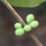 Pleiocarpa pycnantha Fruit