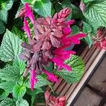 Salvia involucrata Flor