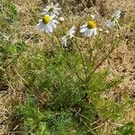 Tripleurospermum inodorumFlor