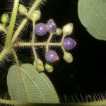 Miconia octona Gyümölcs