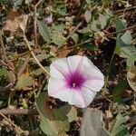 Ipomoea aquatica Flor