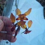 Diuris corymbosaBlomma