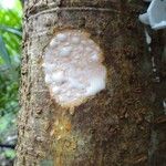 Ficus obliqua Bark