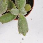 Cotyledon tomentosaبرگ