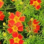 Tagetes tenuifolia Fula