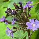 Cicerbita alpina Blomma