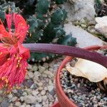 Haemanthus coccineus Hábito