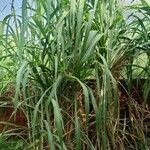 Saccharum officinarum ഇല