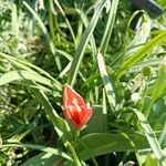 Tulipa agenensisBlodyn