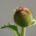 Papaver orientale Frukt