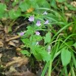 Clinopodium grandiflorumKvet