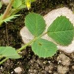 Medicago truncatula Blad