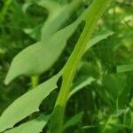 Lactuca biennis Leaf