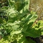 Verbascum densiflorum ഇല