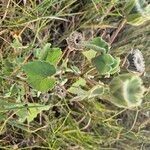 Abutilon grandiflorum आदत