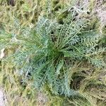 Sisymbrella aspera Hoja