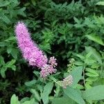 Spiraea salicifolia 花