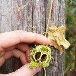 Echinocystis lobata Fruit