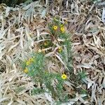 Helichrysum aureum Flower