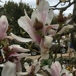 Magnolia x soulangeana Kukka