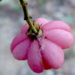 Euonymus europaeus Fruit