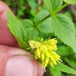 Paederota lutea Blomma