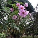 Dahlia imperialis Kvet