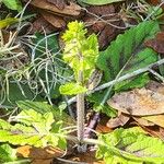 Salvia lyrata Leaf