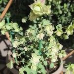 Origanum rotundifolium Leaf