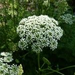 Selinum carvifolium Flower