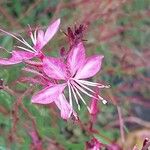 Gaura lindheimeri Кветка