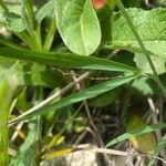 Lathyrus sphaericus Leaf