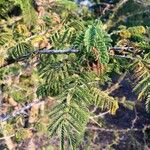 Albizia harveyi Leaf