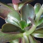 Echeveria fimbriata List