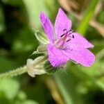 Erodium malacoidesΛουλούδι