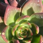 Echeveria agavoides Feuille