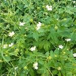 Ranunculus aconitifoliusFolio