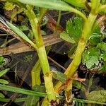 Persicaria amphibia Rusca