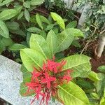 Ixora chinensis Цветок