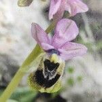 Ophrys tenthredinifera Цвят