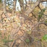 Ficus glumosa 花