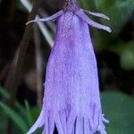 Soldanella pusilla Virág