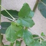 Bignonia magnifica Leaf