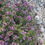 Thymus longiflorus Fula
