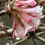 Viburnum × bodnantense Blomma