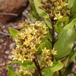Cloezia floribunda Λουλούδι