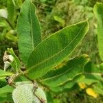 Asclepias syriaca Blad